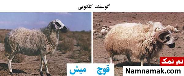 انواع نژاد گوسفندان ایرانی گوسفند کلکویی