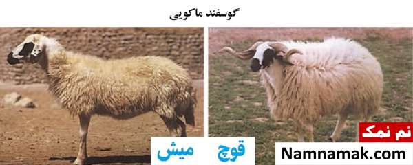 انواع نژاد گوسفندان ایرانی گوسفند ماکویی