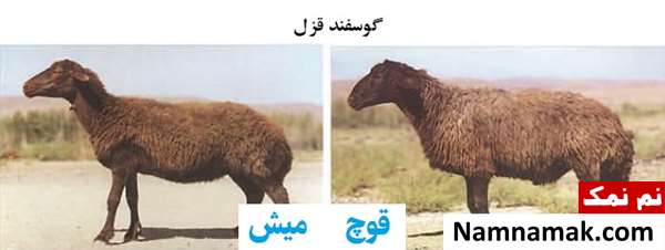 انواع نژاد گوسفندان ایرانی گوسفند قزل
