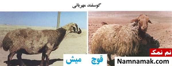 انواع نژاد گوسفندان ایرانی گوسفند مهربانی