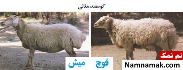 انواع نژاد گوسفندان ایرانی گوسفند مغانی