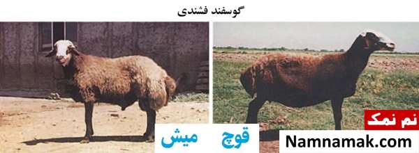 انواع نژاد گوسفندان ایرانی گوسفند فشندی