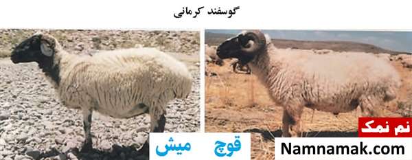 انواع نژاد گوسفندان ایرانی گوسفند کرمانی