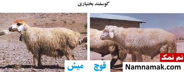 انواع نژاد گوسفندان ایرانی گوسفند بختیاری