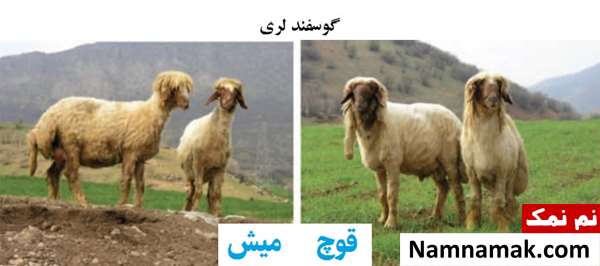 انواع نژاد گوسفندان ایرانی گوسفند لری