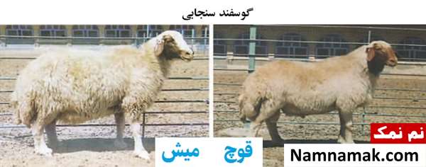 انواع نژاد گوسفندان ایرانی گوسفند سنجابی