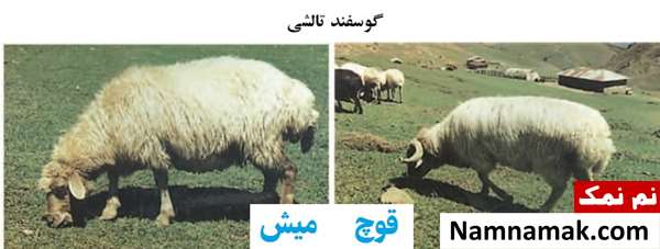انواع نژاد گوسفندان ایرانی گوسفند تالشی