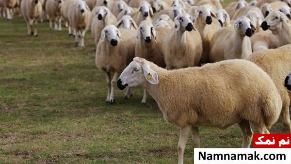 گوسفند نر یا قوچ چیست؟ گوسفند نر یا قوچ چیست؟