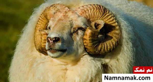 گوسفند نر یا قوچ چیست؟ گوسفند نر یا قوچ چیست؟