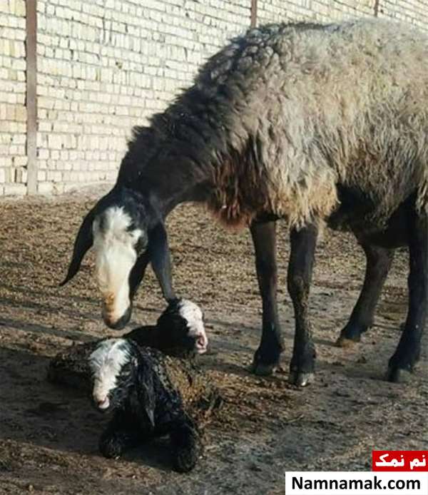ویژگی و خصوصیات گوسفند نژاد شال ویژگی و خصوصیات گوسفند نژاد شال