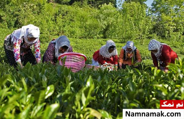 عوارض و مضرات چای لاهیجان عوارض و مضرات چای لاهیجان
