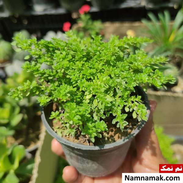آموزش نگهداری از گل سرخس مینیاتوری و نحوه تکثیر گیاه آموزش نگهداری از گل سرخس مینیاتوری و نحوه تکثیر گیاه