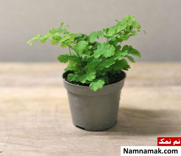 آموزش نگهداری از گل سرخس مینیاتوری و نحوه تکثیر گیاه آموزش نگهداری از گل سرخس مینیاتوری و نحوه تکثیر گیاه