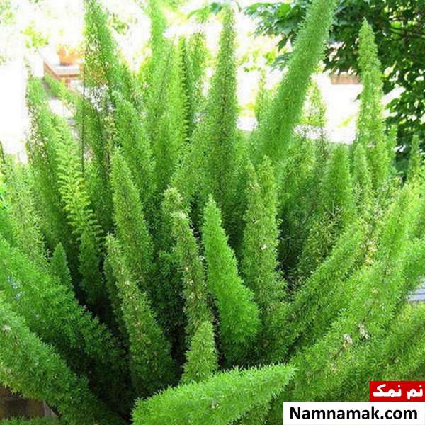 گل شویدی یا دم روباهی گل شویدی یا دم روباهی