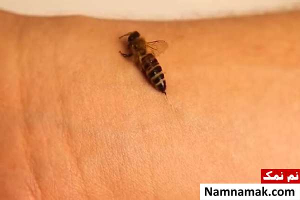 نحوه نیش زدن زنبور نحوه نیش زدن زنبور