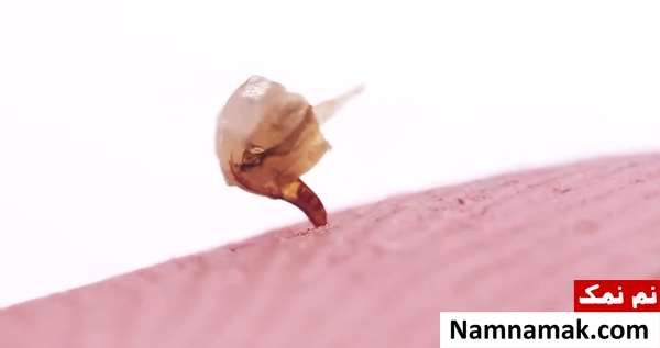 نحوه نیش زدن زنبور نحوه نیش زدن زنبور