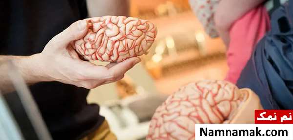 برای جلوگیری از کوچک شدن مغز این خوراکی ها را هر روز بخورید