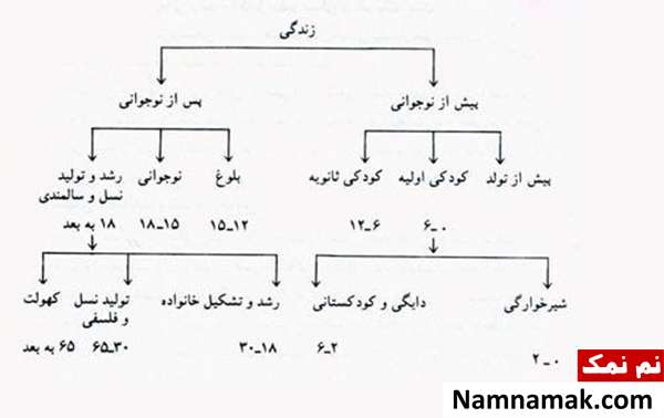 مراحل زندگی انسان