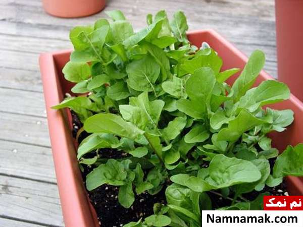 گیاهان مفید برای زنان باردار 