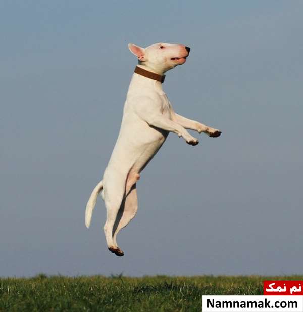 علت تغییر رفتار ناگهانی سگ علت تغییر رفتار ناگهانی سگ