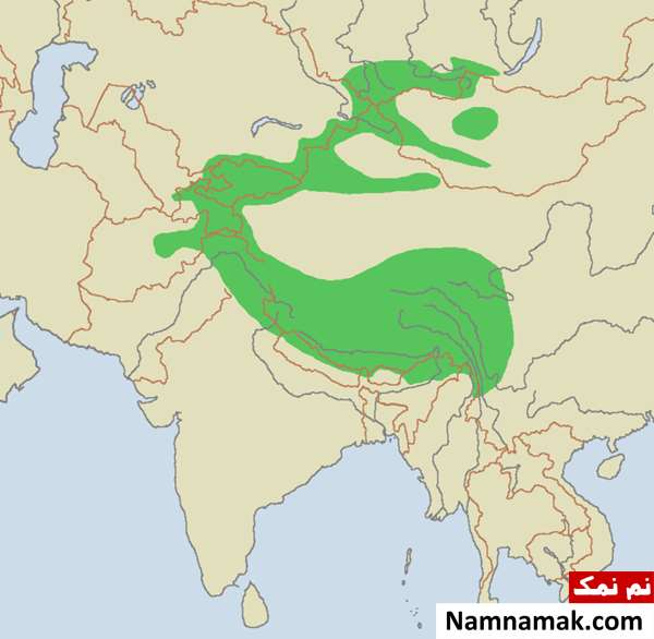 پلنگ برفی چیست و آیا ایران پلنگ برفی دارد؟ پلنگ برفی چیست و زیستگاه آن در ایران کجاست؟