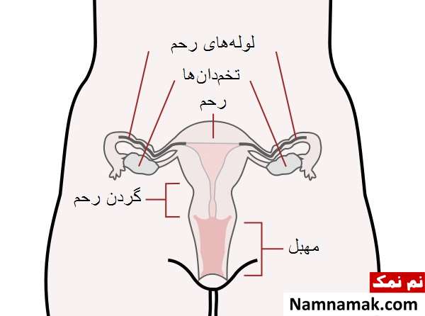 اناتومی یا ساختمان جهاز تناسلی انسانها