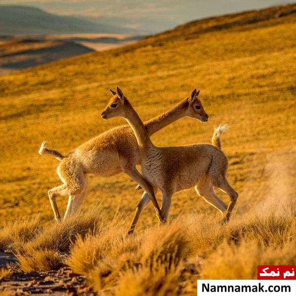 محل زندگی لاما مبارزه لاماها