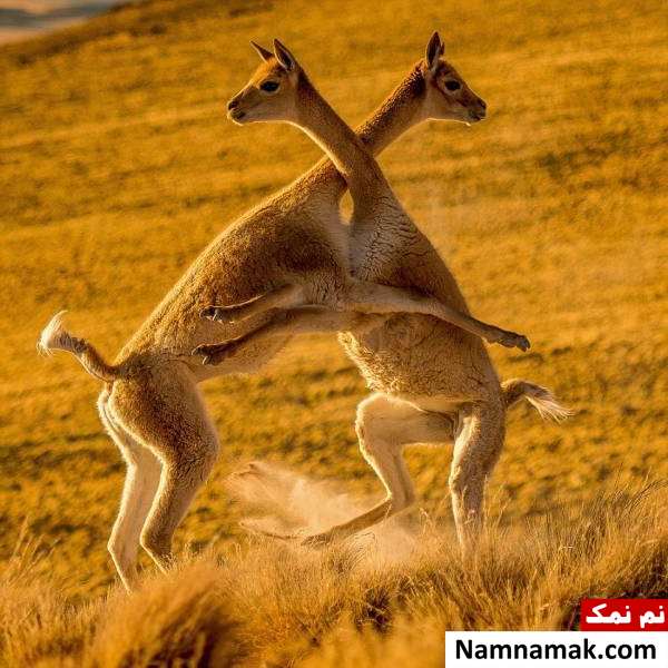 لاماها زیباترین مبارزه جهان