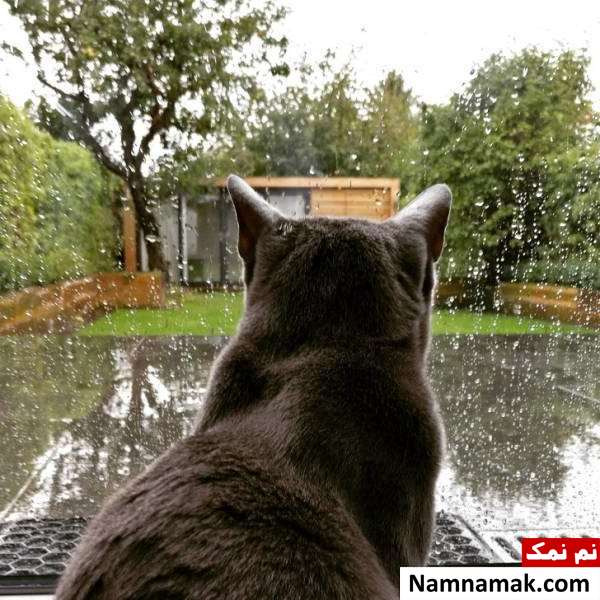 تصویر جالب از گربه عکس های جالب خنده دار
