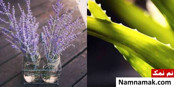 آلوئه ورا و اسطوخودوس تاثیر آلوئه ورا و اسطوخودوس
