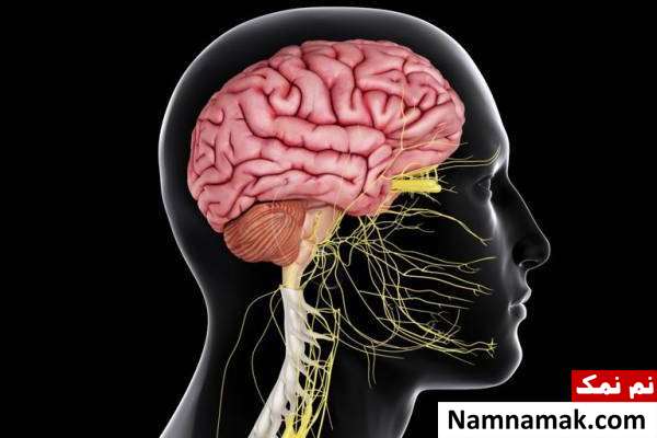 خواص تخمه های هندوانه تخمه های هندوانه چه خواصی دارد
