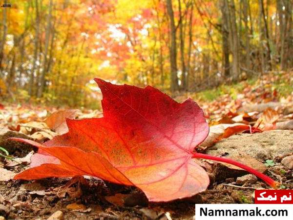 خشک کردن برگ پاییری نحوه نگهداری برگ پاییزی