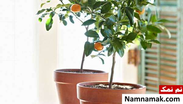 نگهداری از گلدان مرکبات