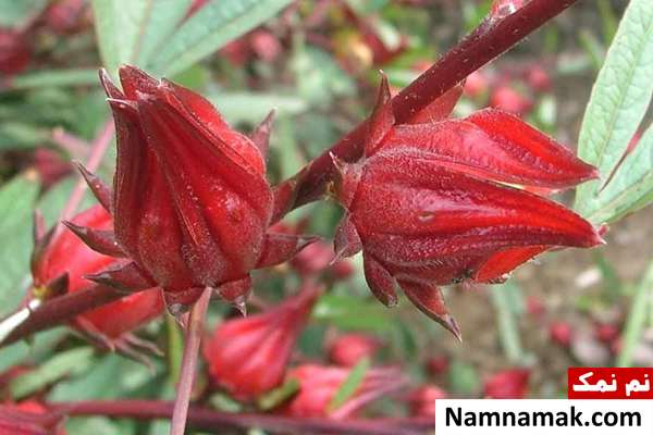 عکس گیاه چای ترش