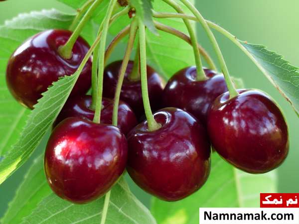 برای رفع بی خوابی چه بخوریم؟
