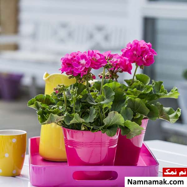 راهکار از بین بردن پشه در باغ و تالار راهکار از بین بردن پشه در باغ و تالار