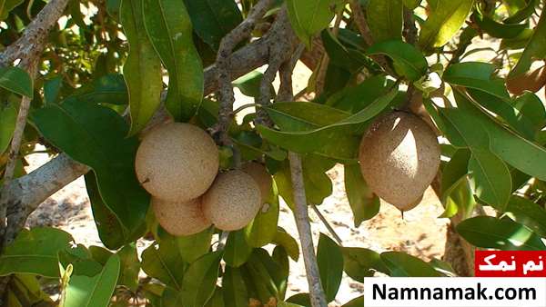 درخت چیکو