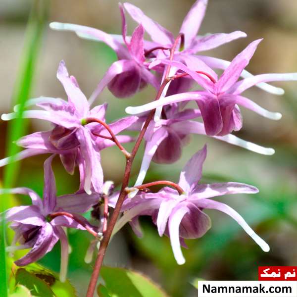 درمان عدم نعوظ