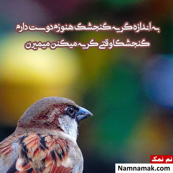 متن در مورد گنجشک متن در مورد گنجشک