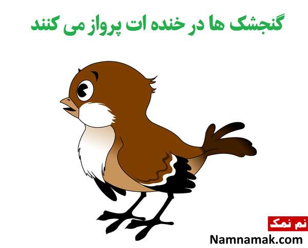 متن در مورد گنجشک متن در مورد گنجشک