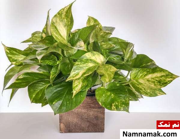 میزان نور پتوس نور مناسب برای پتوس