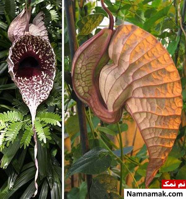 ترسناک ترین گیاهان جهان