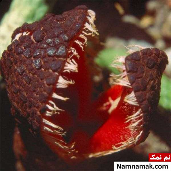 وحشتناک ترین گیاهان دنیا