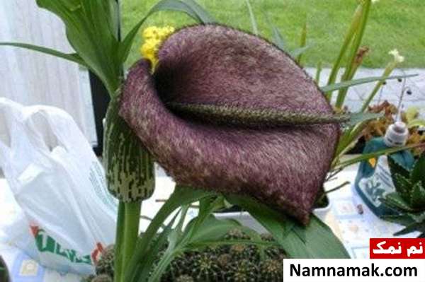 گیاهان عجیب گوشت خوار