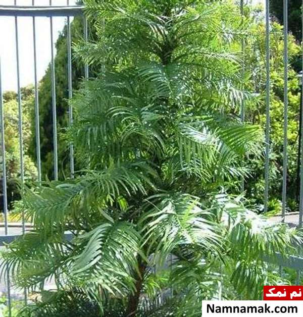 عجیب و غریب ترین گیاهان جهان