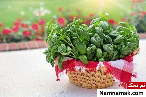 ریحان برای آبله مرغان