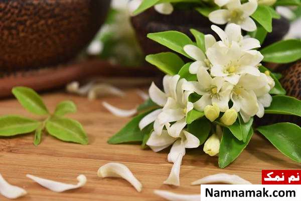 فواید یاسمن برای آبله مرغان