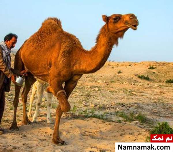 خواص و فواید شیر شتر برای سلامتی