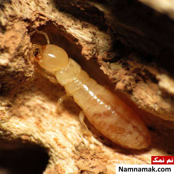 از بین بردن موریانه در دیوار علائم موریانه در خانه