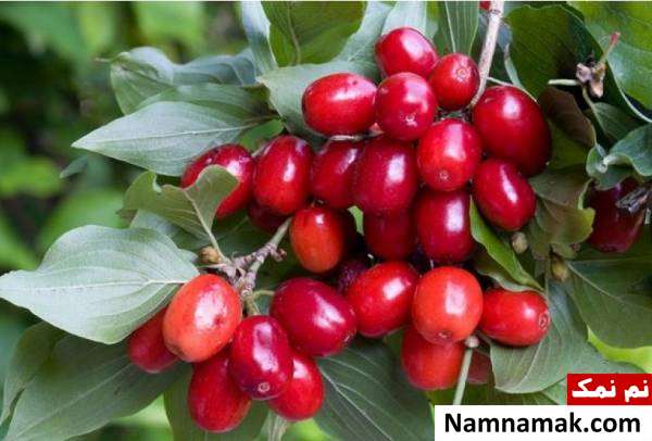دانه های زغال اخته راه های درمان عطسه و آبریزش بینی